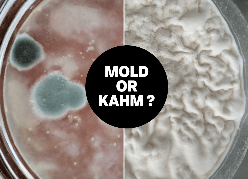 Imagen dividida: la izquierda muestra moho verde difuso, la derecha muestra levadura kahm en un tarro de cristal, con el texto ¿Moho o Kahm? en el centro.