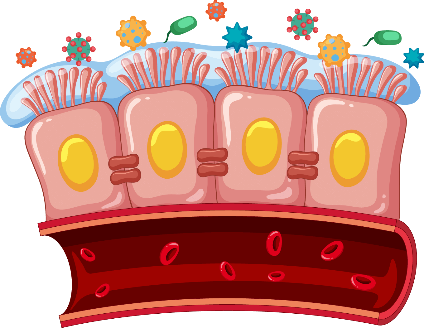 Diagrama de la microbiota intestinal sobre la barrera de células del intestino, mostrando la salud del epitelio.