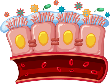 Diagrama de la microbiota intestinal sobre la barrera de células del intestino, mostrando la salud del epitelio.