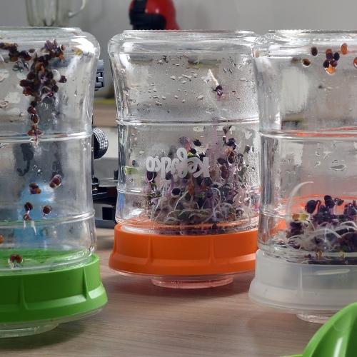 tres tarros de cristal con semillas germinando dentro y escurriendo el agua