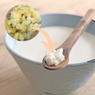 Nodulos deshidratados de Kefir de Leche Ecologicos (1 gr)